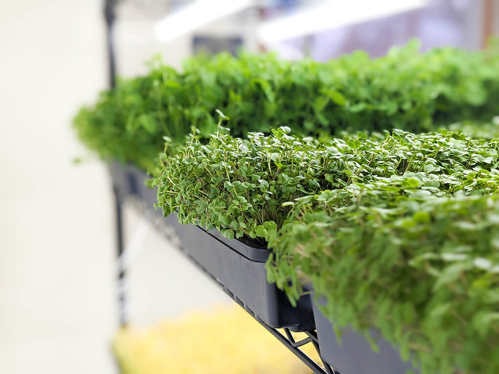 Microgreens Trays